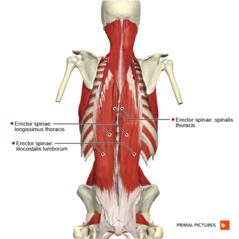 erector spinae muscles origin and insertion
