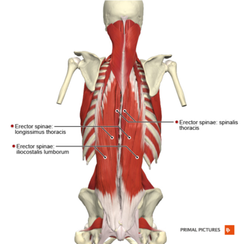 Mid Back Injuries, Common Injuries