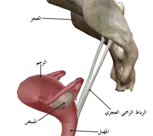 Types of Pelvic Organ Prolapse: Uterine - Legacy Physical Therapy