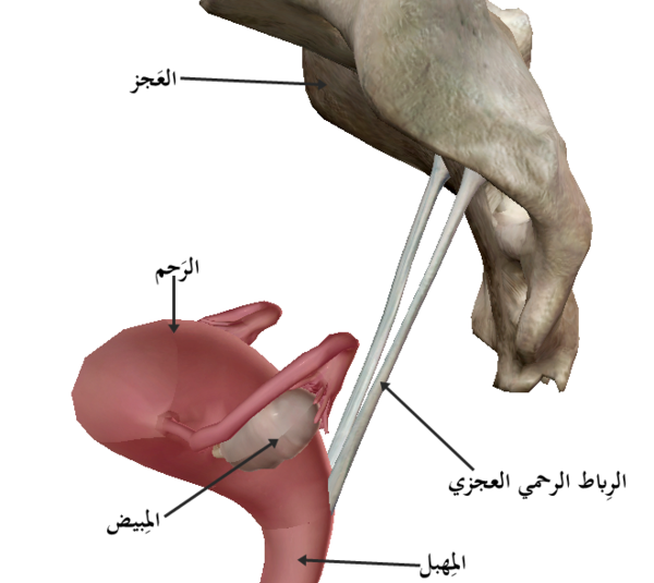 Uterine Prolapse Physiopedia