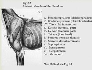 Canine shoulder intrinsic muscles.jpeg
