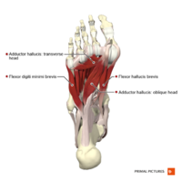 Plantar muscles of the foot third layer Primal.png