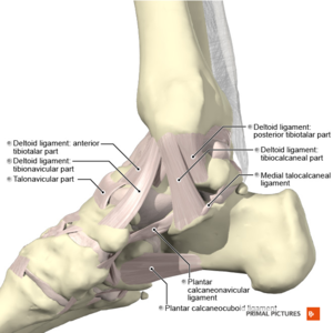 Ankle joint complex [13]  Download Scientific Diagram