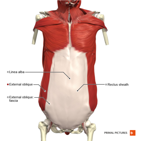 Transverse abdominal muscle