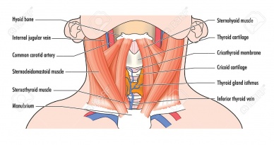 Neck Anatomy: Muscles, glands, organs