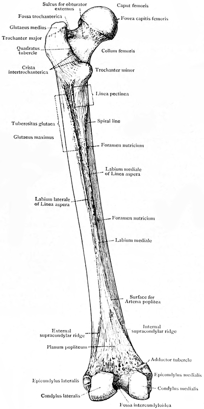 femur anatomy