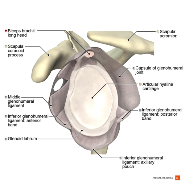 File:Illustration of glenohumeral ligaments lateral view Primal.png