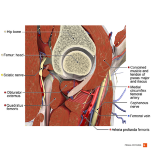 Hip Anatomy - Physiopedia