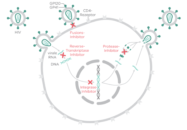 hiv life cycle and drug targets