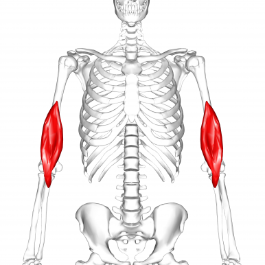 brachial muscles