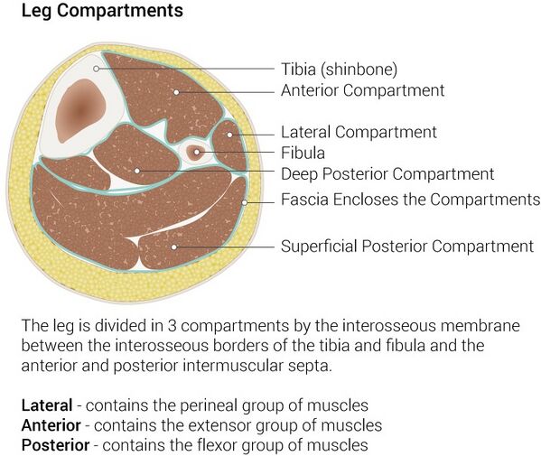 Compartment Syndrome Of The Lower Leg Physiopedia