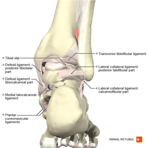 Anatomy of the foot: Video, Anatomy & Definition