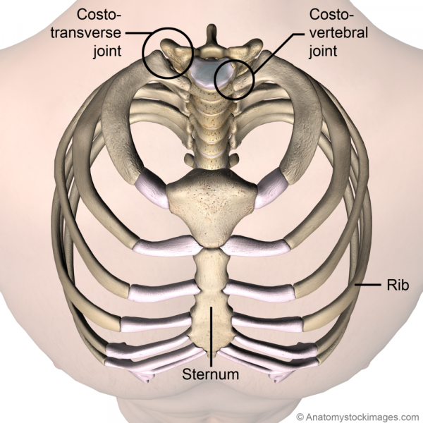 File:Torso-ribcage-ribs-sternum.png