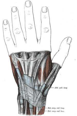 Extensor Retinaculum of the wrist