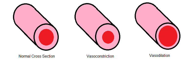 File:Vasoconstriction and Vasodilation.png