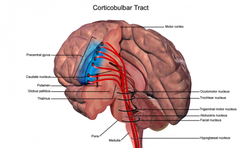 Corticobulbar tract.png