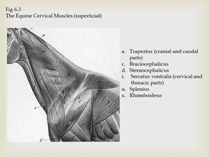 Equine Cervical Muscles.jpeg