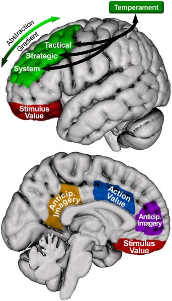 File:Motivational organization of superior, lateral prefrontal cortex.jpg
