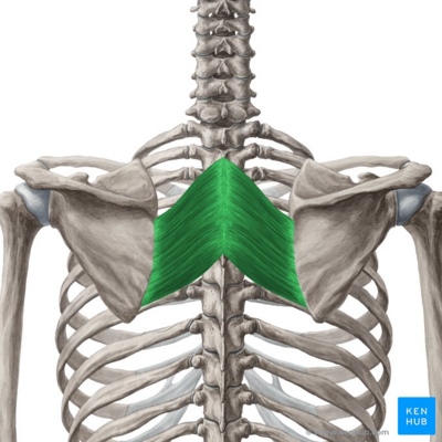 Figure, Scapula Anatomy. Anatomy includes scapula,] - StatPearls - NCBI  Bookshelf