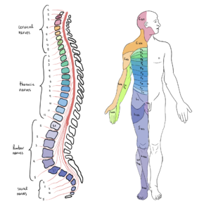 https://www.physio-pedia.com/images/thumb/b/b5/Spinal_Cord_Segments_and_body_representation.png/300px-Spinal_Cord_Segments_and_body_representation.png