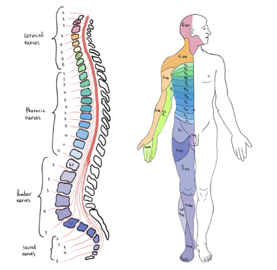 Cervical Spinal Cord Injury