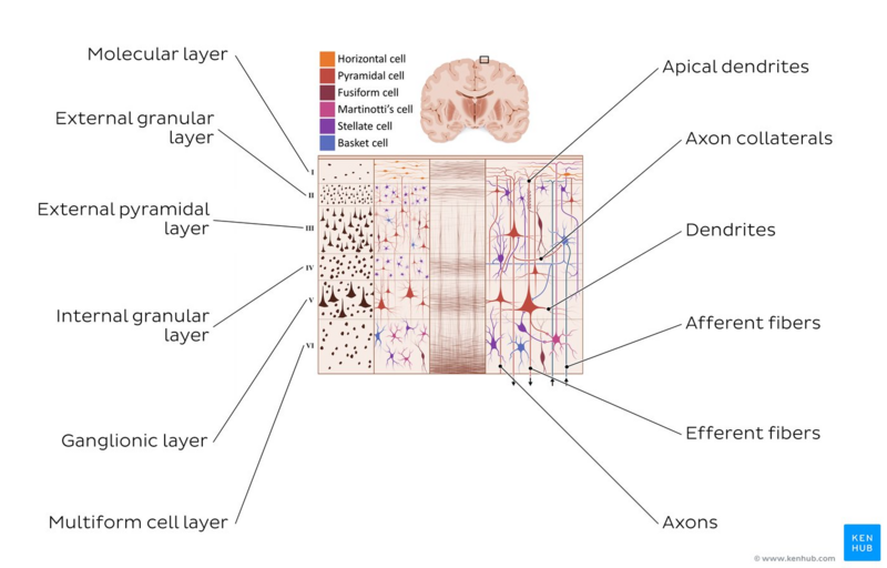 Layers and cells of the cerebral cortex