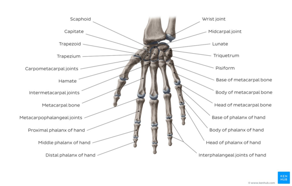finger anatomy and physiology