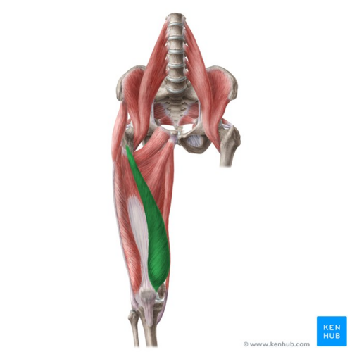 Traditionally taught anatomy of the iliotibial band; originating on the