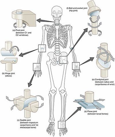 909 Types of Synovial Joints (1).jpg