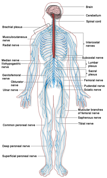 File:Nervous system diagram.png