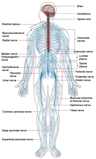 Vagus Nerve - Physiopedia
