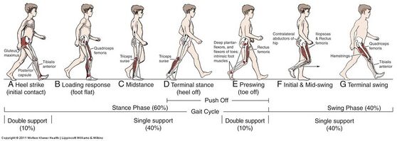 A single gait cycle of the human walking pattern. In the single