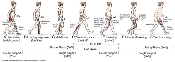 gait cycle muscle activity