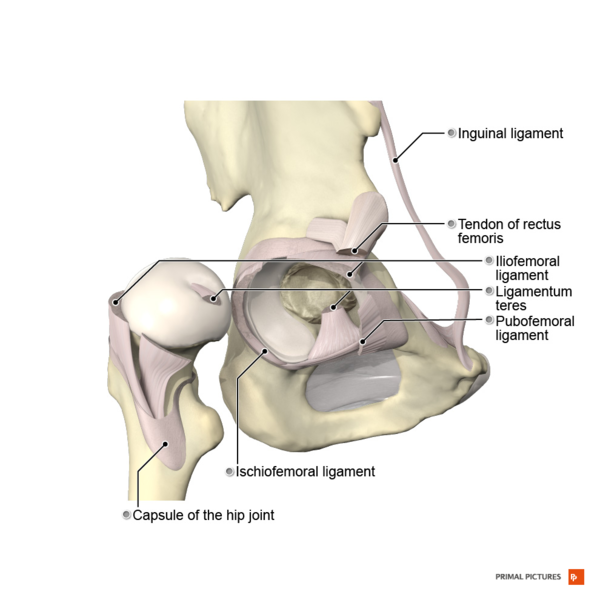File:Hip joint Primal.png