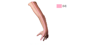Large Intestine channel.png