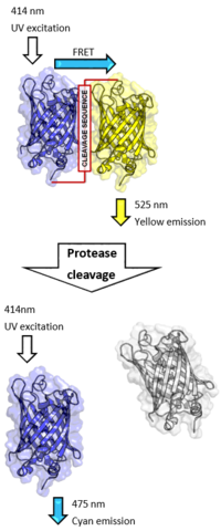 Proteolytic cleavage of a Dual-GFP fusion FRET-pair.png