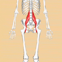 Rotating image of the Psoas muscle of the upper leg