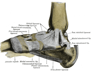 Medial ankle ligament - Physiopedia
