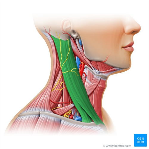 Sternocleidomastoid muscle (highlighted in green) - lateral view
