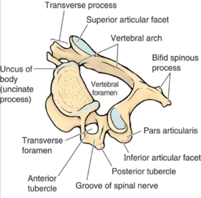 Anatomy of a Lumbar Vertebrae.png