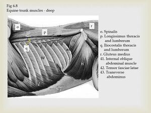 Equine Trunk muscles.jpeg
