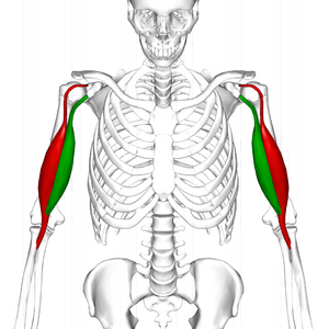Triceps Brachii Muscle  Origin, Insertion & Action - Lesson
