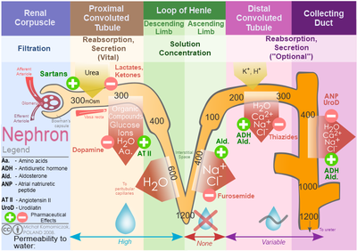 Electrolyte Homeostasis