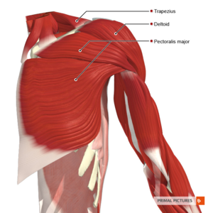 shoulder muscles anatomy