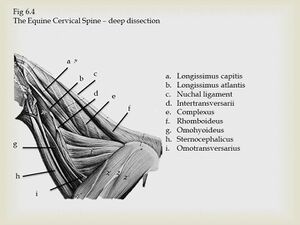 Equine Cervical Spine.jpeg