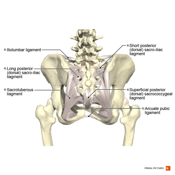 File:Ligaments of the pelvis posterior aspect Primal.png