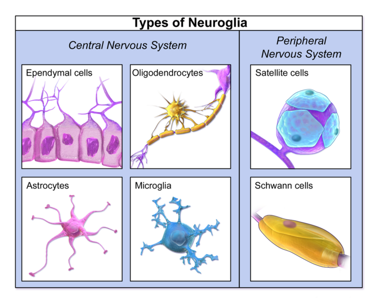 File:Neuroglia.png