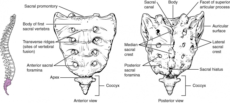 sacral canal contents