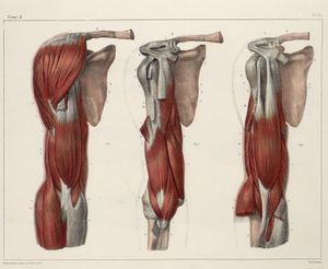 Muscles of the Shoulder Girdle 1- Part: Shoulder Elevation (3D