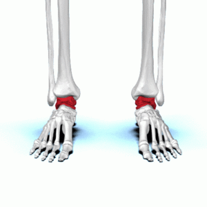 The Key to Lovely Pointed Feet: Strong and Flexible Foot Muscles